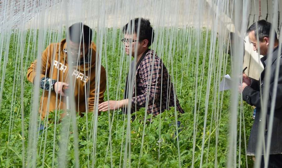 humate test humate fertilizer for plant humic manufacture price